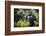 Mountain gorilla blackback, Volcanoes NP, Rwanda-Christophe Courteau-Framed Photographic Print