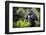 Mountain gorilla blackback, Volcanoes NP, Rwanda-Christophe Courteau-Framed Photographic Print