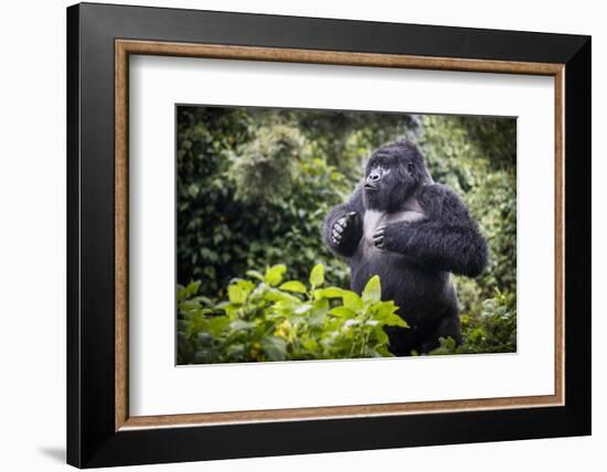 Mountain gorilla blackback, Volcanoes NP, Rwanda-Christophe Courteau-Framed Photographic Print