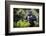 Mountain gorilla blackback, Volcanoes NP, Rwanda-Christophe Courteau-Framed Photographic Print