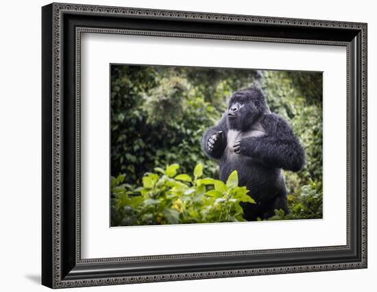 Mountain gorilla blackback, Volcanoes NP, Rwanda-Christophe Courteau-Framed Photographic Print