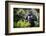 Mountain gorilla blackback, Volcanoes NP, Rwanda-Christophe Courteau-Framed Photographic Print