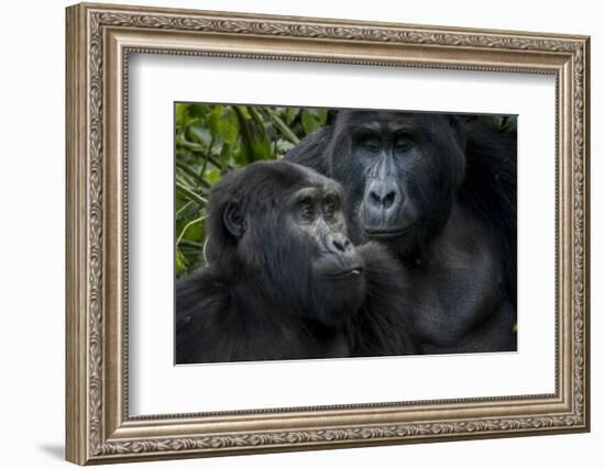 Mountain gorilla. Bwindi Impenetrable Forest. Uganda-Roger De La Harpe-Framed Photographic Print