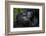 Mountain gorilla. Bwindi Impenetrable Forest. Uganda-Roger De La Harpe-Framed Photographic Print