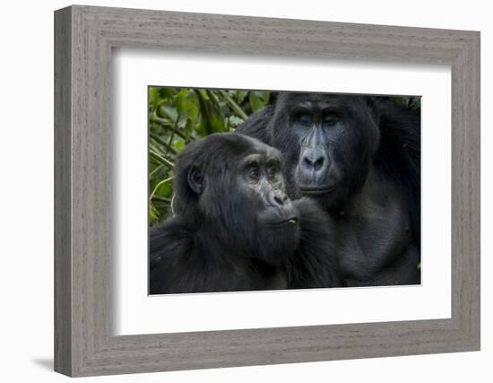 Mountain gorilla. Bwindi Impenetrable Forest. Uganda-Roger De La Harpe-Framed Photographic Print