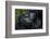 Mountain gorilla. Bwindi Impenetrable Forest. Uganda-Roger De La Harpe-Framed Photographic Print