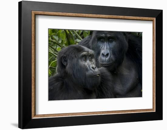 Mountain gorilla. Bwindi Impenetrable Forest. Uganda-Roger De La Harpe-Framed Photographic Print