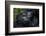 Mountain gorilla. Bwindi Impenetrable Forest. Uganda-Roger De La Harpe-Framed Photographic Print