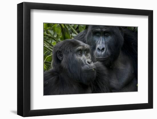 Mountain gorilla. Bwindi Impenetrable Forest. Uganda-Roger De La Harpe-Framed Photographic Print