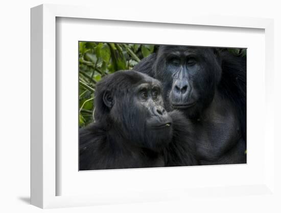 Mountain gorilla. Bwindi Impenetrable Forest. Uganda-Roger De La Harpe-Framed Photographic Print