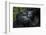 Mountain gorilla. Bwindi Impenetrable Forest. Uganda-Roger De La Harpe-Framed Photographic Print