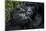 Mountain gorilla. Bwindi Impenetrable Forest. Uganda-Roger De La Harpe-Mounted Photographic Print