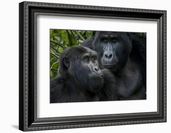 Mountain gorilla. Bwindi Impenetrable Forest. Uganda-Roger De La Harpe-Framed Photographic Print