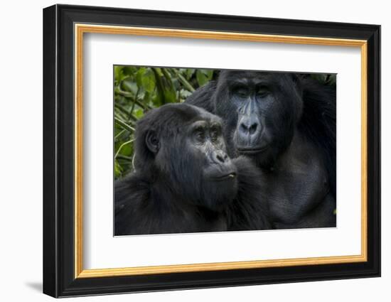 Mountain gorilla. Bwindi Impenetrable Forest. Uganda-Roger De La Harpe-Framed Photographic Print