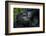 Mountain gorilla. Bwindi Impenetrable Forest. Uganda-Roger De La Harpe-Framed Photographic Print