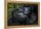 Mountain gorilla. Bwindi Impenetrable Forest. Uganda-Roger De La Harpe-Framed Premier Image Canvas