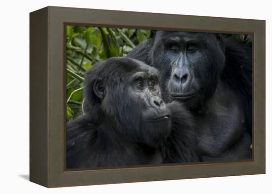 Mountain gorilla. Bwindi Impenetrable Forest. Uganda-Roger De La Harpe-Framed Premier Image Canvas