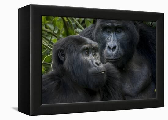 Mountain gorilla. Bwindi Impenetrable Forest. Uganda-Roger De La Harpe-Framed Premier Image Canvas
