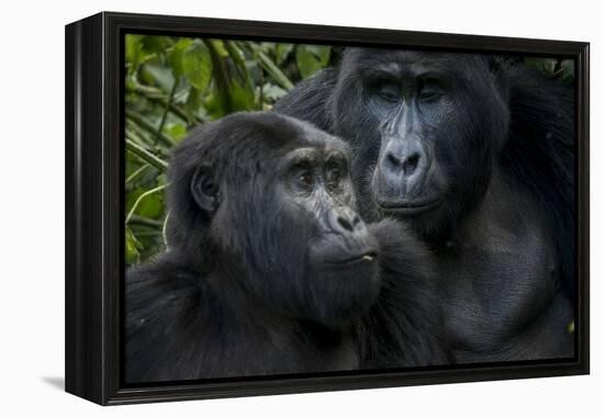 Mountain gorilla. Bwindi Impenetrable Forest. Uganda-Roger De La Harpe-Framed Premier Image Canvas