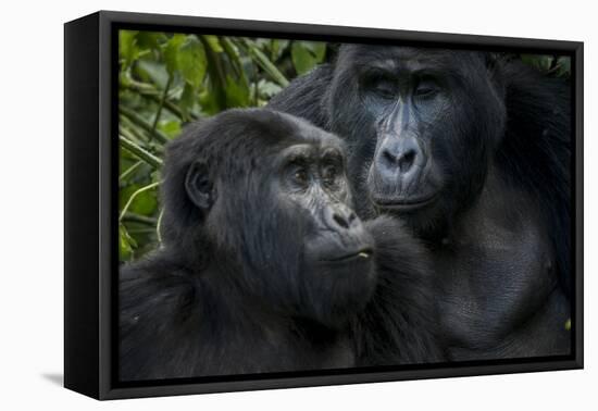 Mountain gorilla. Bwindi Impenetrable Forest. Uganda-Roger De La Harpe-Framed Premier Image Canvas