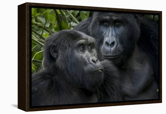 Mountain gorilla. Bwindi Impenetrable Forest. Uganda-Roger De La Harpe-Framed Premier Image Canvas