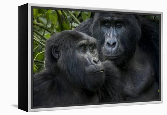 Mountain gorilla. Bwindi Impenetrable Forest. Uganda-Roger De La Harpe-Framed Premier Image Canvas