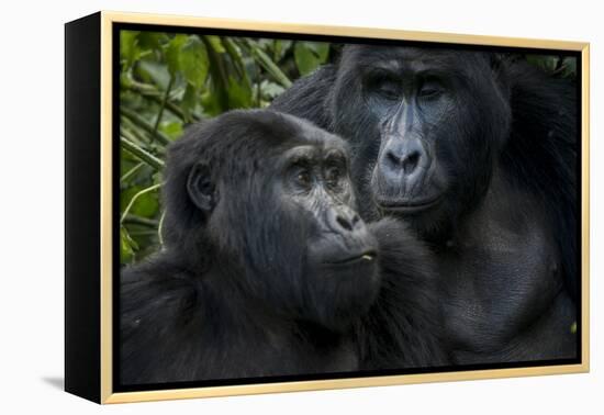 Mountain gorilla. Bwindi Impenetrable Forest. Uganda-Roger De La Harpe-Framed Premier Image Canvas