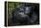 Mountain gorilla. Bwindi Impenetrable Forest. Uganda-Roger De La Harpe-Framed Premier Image Canvas