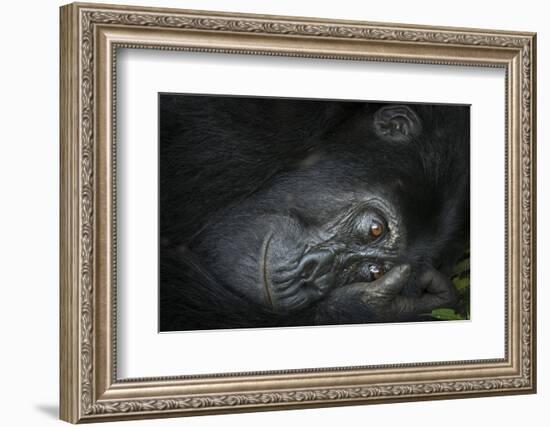 Mountain gorilla. Bwindi Impenetrable Forest. Uganda-Roger De La Harpe-Framed Photographic Print