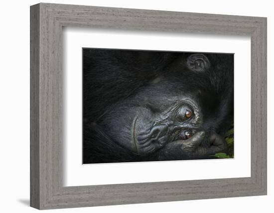 Mountain gorilla. Bwindi Impenetrable Forest. Uganda-Roger De La Harpe-Framed Photographic Print