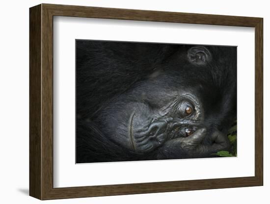 Mountain gorilla. Bwindi Impenetrable Forest. Uganda-Roger De La Harpe-Framed Photographic Print