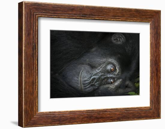 Mountain gorilla. Bwindi Impenetrable Forest. Uganda-Roger De La Harpe-Framed Photographic Print