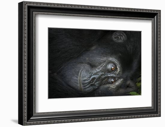 Mountain gorilla. Bwindi Impenetrable Forest. Uganda-Roger De La Harpe-Framed Photographic Print