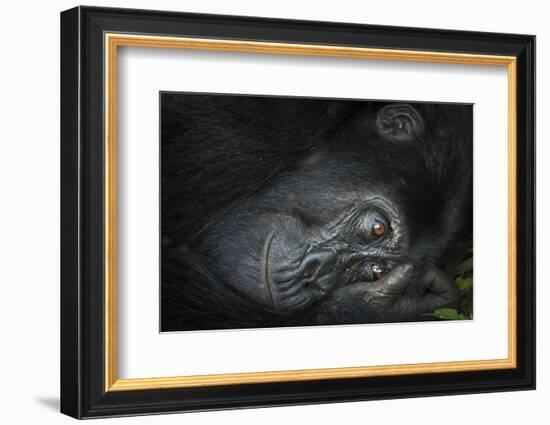 Mountain gorilla. Bwindi Impenetrable Forest. Uganda-Roger De La Harpe-Framed Photographic Print