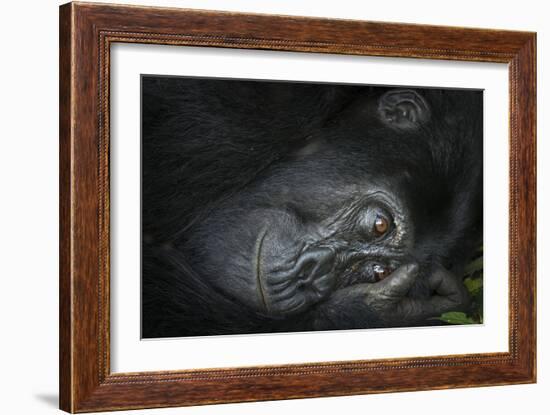 Mountain gorilla. Bwindi Impenetrable Forest. Uganda-Roger De La Harpe-Framed Photographic Print