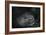 Mountain gorilla. Bwindi Impenetrable Forest. Uganda-Roger De La Harpe-Framed Photographic Print