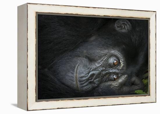 Mountain gorilla. Bwindi Impenetrable Forest. Uganda-Roger De La Harpe-Framed Premier Image Canvas