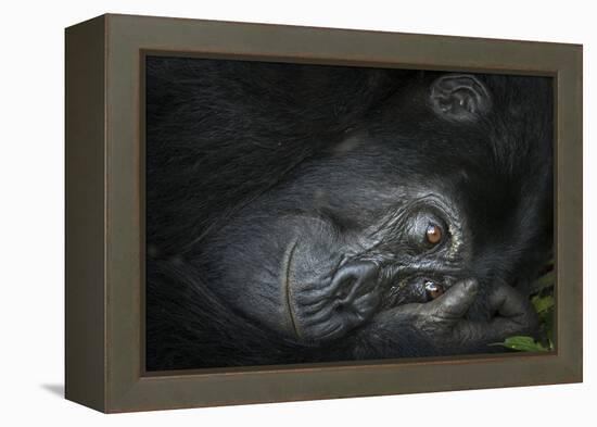 Mountain gorilla. Bwindi Impenetrable Forest. Uganda-Roger De La Harpe-Framed Premier Image Canvas