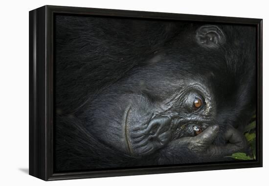 Mountain gorilla. Bwindi Impenetrable Forest. Uganda-Roger De La Harpe-Framed Premier Image Canvas