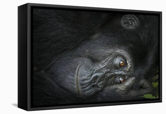 Mountain gorilla. Bwindi Impenetrable Forest. Uganda-Roger De La Harpe-Framed Premier Image Canvas