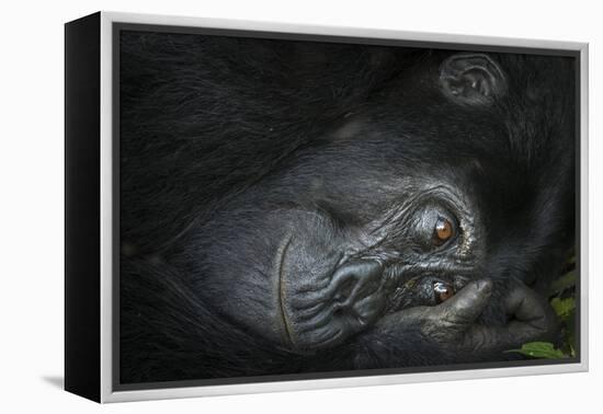 Mountain gorilla. Bwindi Impenetrable Forest. Uganda-Roger De La Harpe-Framed Premier Image Canvas