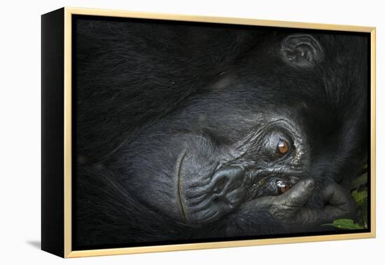 Mountain gorilla. Bwindi Impenetrable Forest. Uganda-Roger De La Harpe-Framed Premier Image Canvas