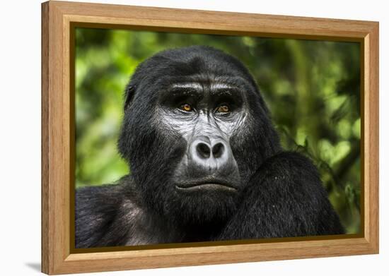 Mountain gorilla. Bwindi Impenetrable Forest. Uganda-Roger De La Harpe-Framed Premier Image Canvas