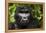 Mountain gorilla. Bwindi Impenetrable Forest. Uganda-Roger De La Harpe-Framed Premier Image Canvas