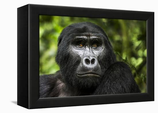 Mountain gorilla. Bwindi Impenetrable Forest. Uganda-Roger De La Harpe-Framed Premier Image Canvas