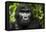 Mountain gorilla. Bwindi Impenetrable Forest. Uganda-Roger De La Harpe-Framed Premier Image Canvas