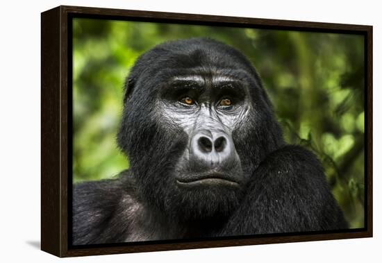 Mountain gorilla. Bwindi Impenetrable Forest. Uganda-Roger De La Harpe-Framed Premier Image Canvas