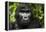 Mountain gorilla. Bwindi Impenetrable Forest. Uganda-Roger De La Harpe-Framed Premier Image Canvas