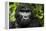 Mountain gorilla. Bwindi Impenetrable Forest. Uganda-Roger De La Harpe-Framed Premier Image Canvas