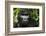 Mountain gorilla. Bwindi Impenetrable Forest. Uganda-Roger De La Harpe-Framed Photographic Print